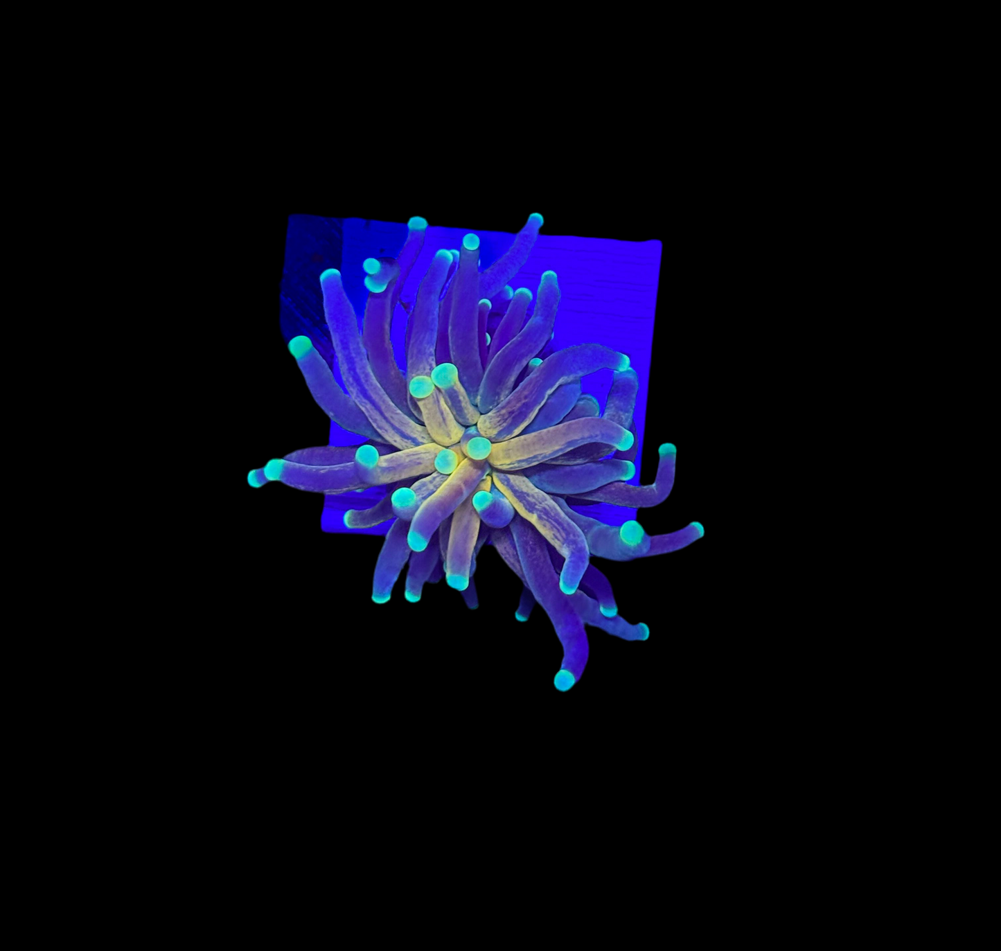 WYSIWYG Tiger Torch Live Coral – LPS Euphyllia Frag