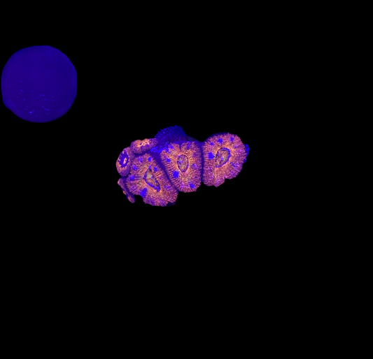 WYSIWYG Rainbow Acan Lord Live Coral Frag Vibrant LPS for Reef Aquarium