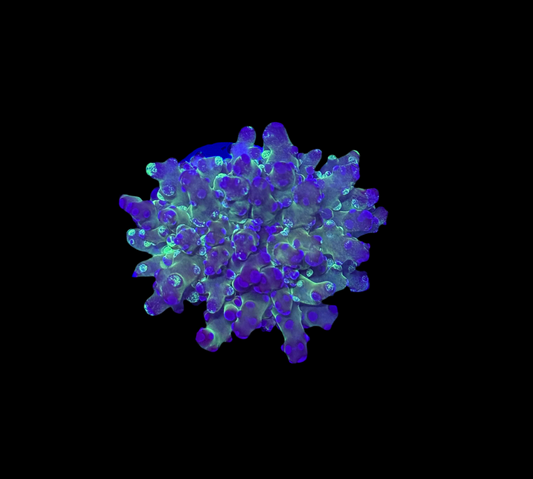 WYSIWYG Grafted Frogspawn Live LPS Frag Coral Saltwater Reef Aquarium