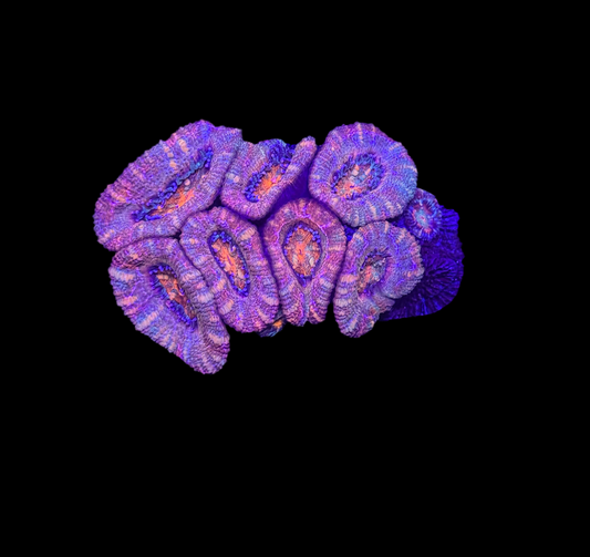 WYSIWYG Red Acan Lord Live Coral Frag SPS LPS for Reef Aquarium Tank