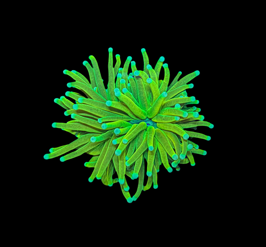 WYSIWYG Holy Grail Torch Live Coral – Frag Euphyllia LPS for Reef Aquarium