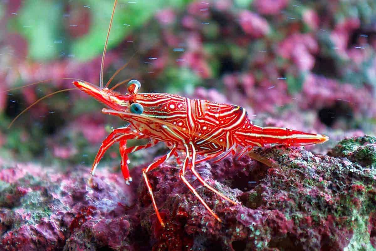 2-Pack Live Camel Shrimp – Saltwater Cleaner Invertebrate for Reef Aquarium