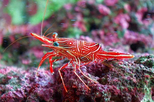2-Pack Live Camel Shrimp – Saltwater Cleaner Invertebrate for Reef Aquarium