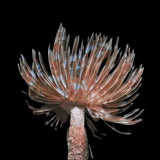 Caribbean Feather Duster Live  – Colorful Saltwater Filter Feeder