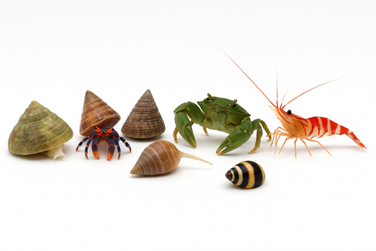Clean-Up Crew Pack – Astrea, Trochus, Nassarius, Hermit, Shrimp, Crab, Snail