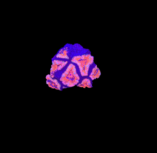 WYSIWYG Red Acan Lord Live Coral Frag SPS LPS Reef Aquarium