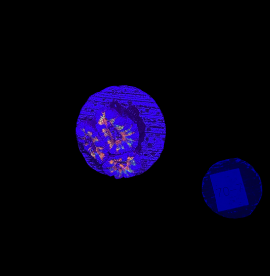 WYSIWYG Rainbow Acan Lord Live Coral Frag Vibrant LPS for Reef Aquarium
