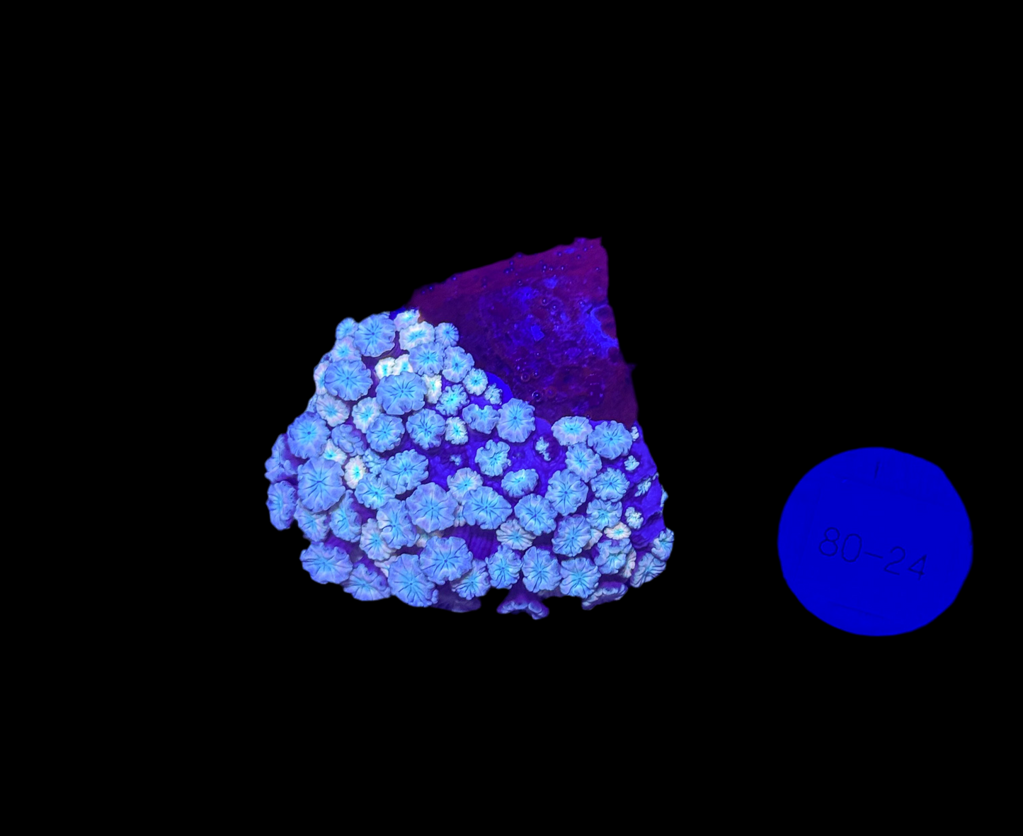 WYSIWYG Pink Alveopora Frag Live Coral – LPS for Saltwater Reef Aquarium