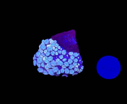 WYSIWYG Pink Alveopora Frag Live Coral – LPS for Saltwater Reef Aquarium