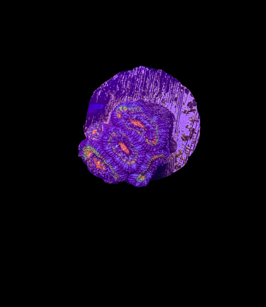 WYSIWYG Rainbow Acan Lord Live Coral Frag Vibrant LPS for Reef Aquarium