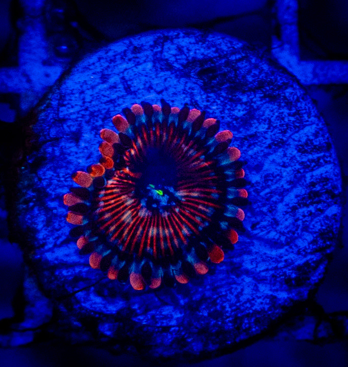 WYSIWYG White Zombie Zoa