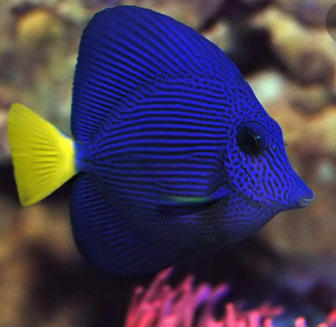 Purple Tang Live Saltwater Reef Aquarium Fish 2.5-3.5 Inch Marine
