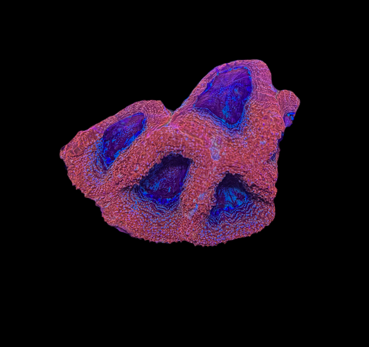 WYSIWYG Ultra Rainbow Acan Bowerbanki