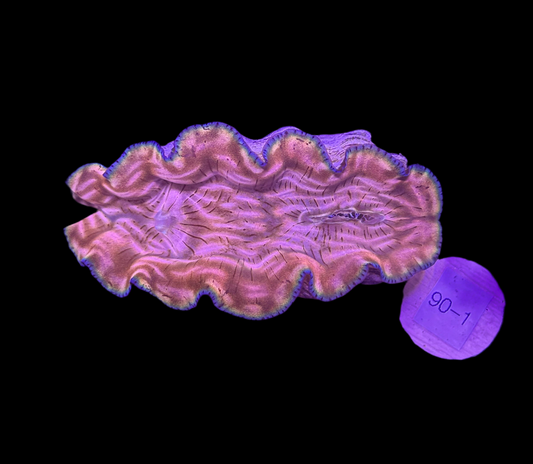 WYSIWYG Gold Derasa Clam – Live Saltwater Clam for Reef Aquarium