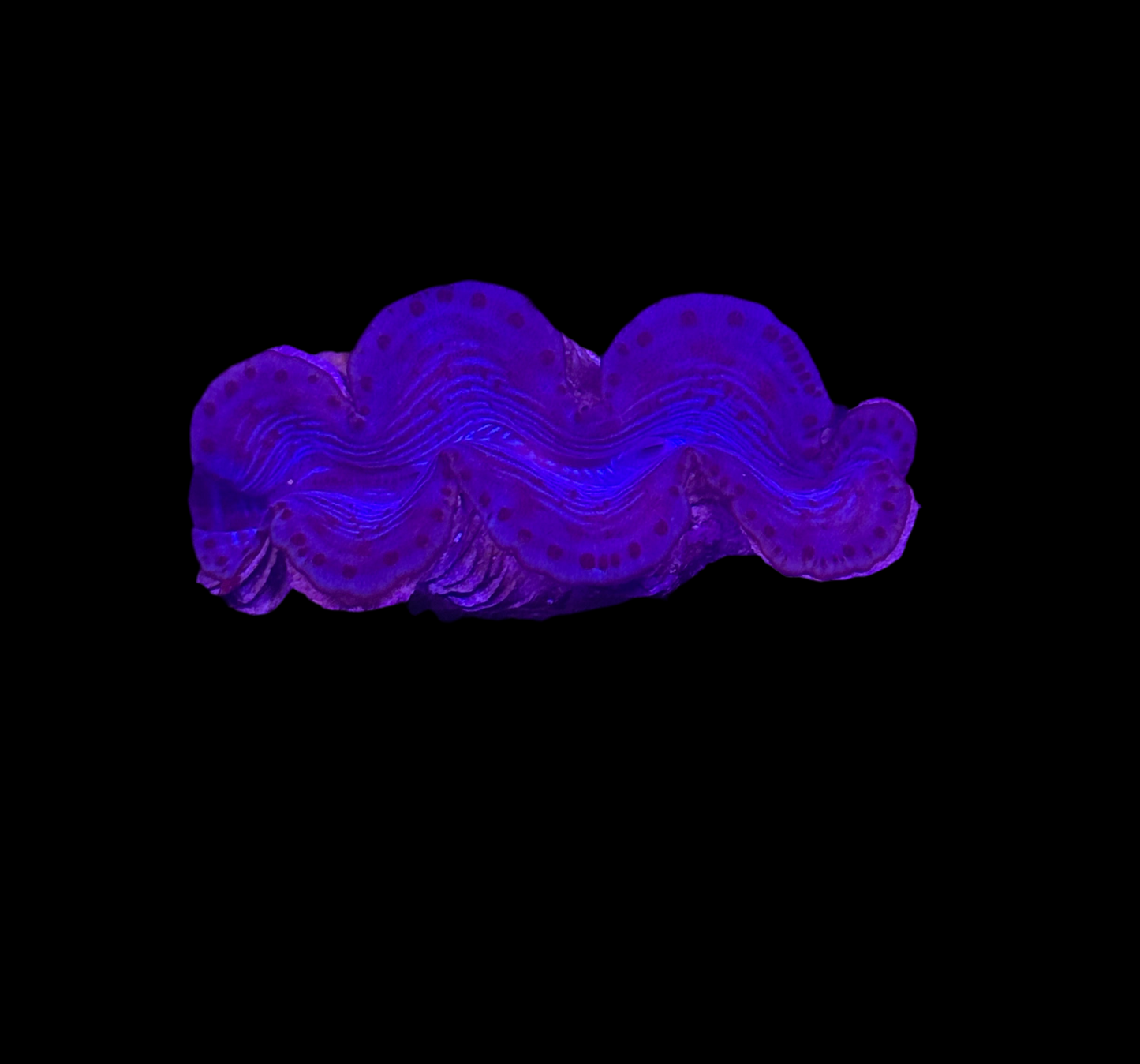 WYSIWYG Blue Tridacna Maxima Clam – Live Saltwater Clam for Reef Tank