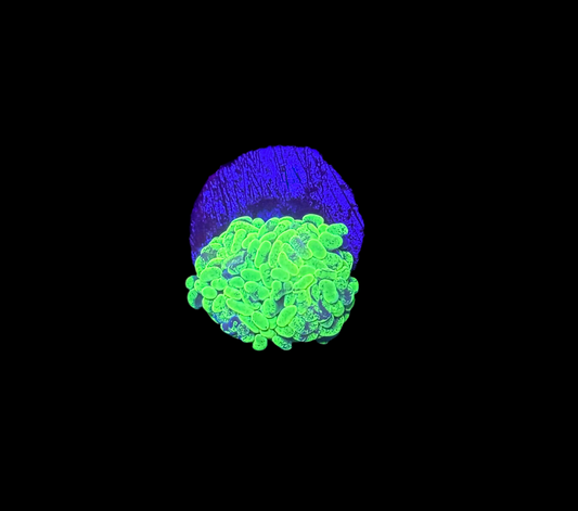 WYSIWYG Splatter Hammer Branching 1 Head