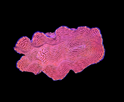 WYSIWYG Derasa Clam Tridacna Live Saltwater Reef Coral