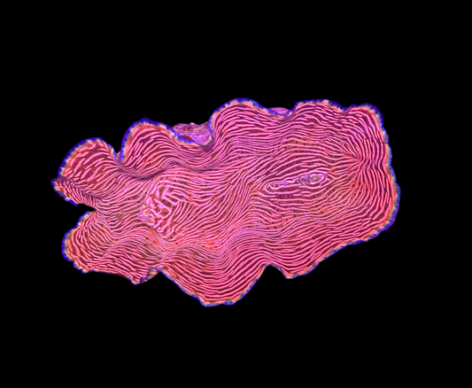 WYSIWYG Derasa Clam Tridacna Live Saltwater Reef Coral