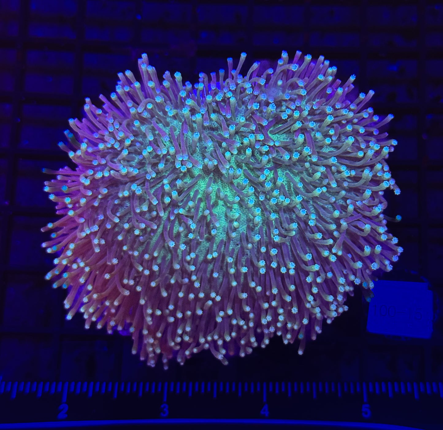 WYSIWYG Aussie Toadstool Leather Coral