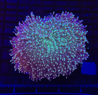 WYSIWYG Aussie Toadstool Leather Coral