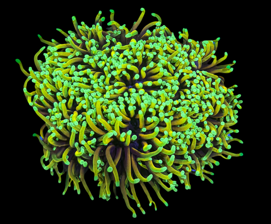 WYSIWYG Indo Gold Torch Coral 3 Heads – Live LPS Frag for Reef Aquarium