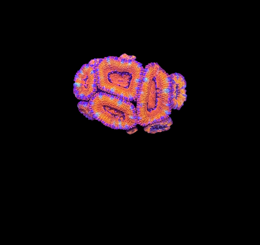 WYSIWYG Rainbow Acan Lord Live Coral Frag Vibrant LPS for Reef Aquarium