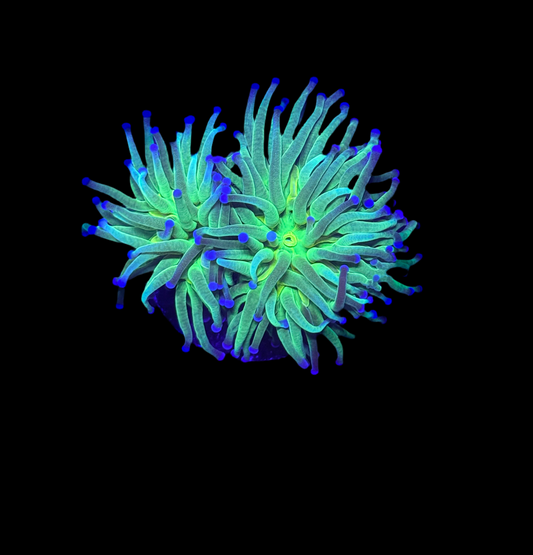 WYSIWYG Cotton Candy Torch Live Coral – LPS Frag with Pink and Blue Tips