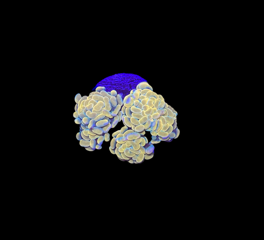 WYSIWYG Gold Branching Hammer Coral – Live LPS Euphyllia for Reef Tank