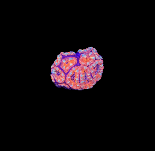 WYSIWYG Red Acan Lord Live Coral Frag SPS LPS for Reef Aquarium Tank