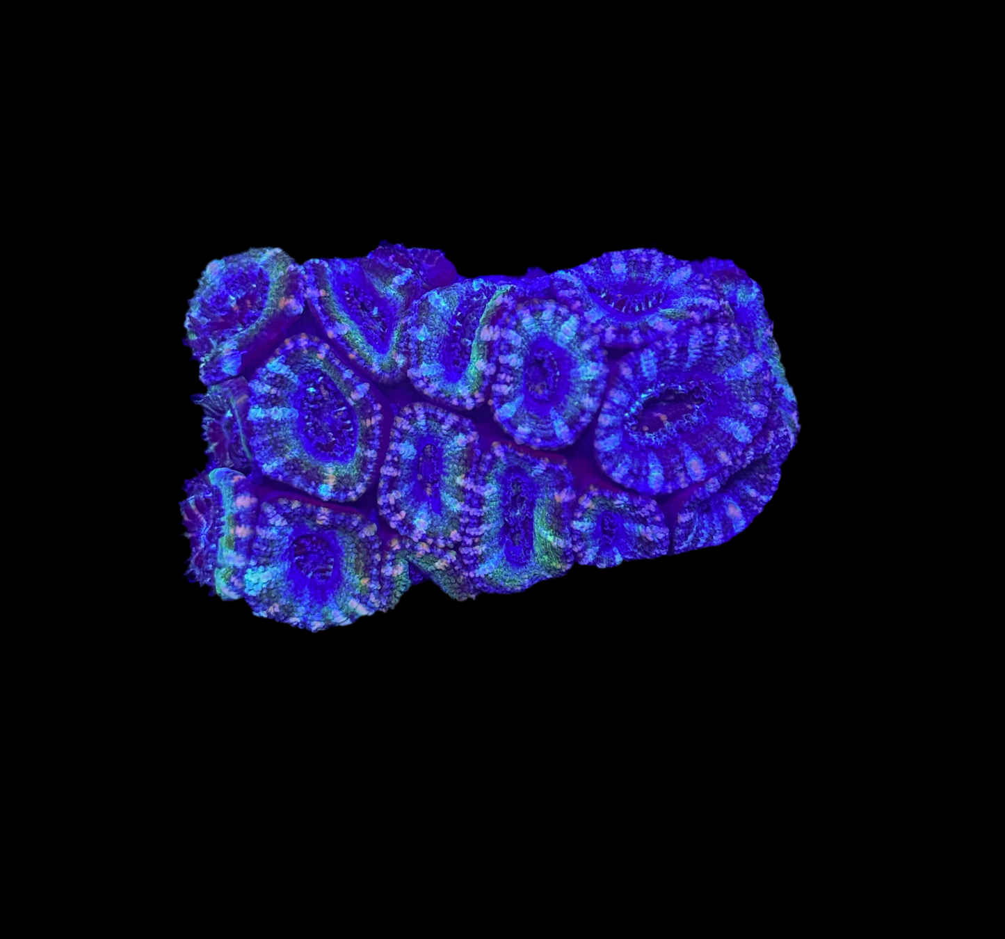 WYSIWYG Green Acan Lord Live Coral Frag SPS LPS for Reef Aquarium Tank