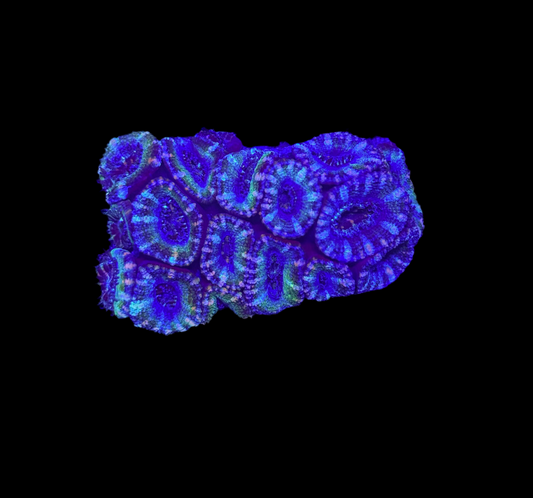 WYSIWYG Green Acan Lord Live Coral Frag SPS LPS for Reef Aquarium Tank