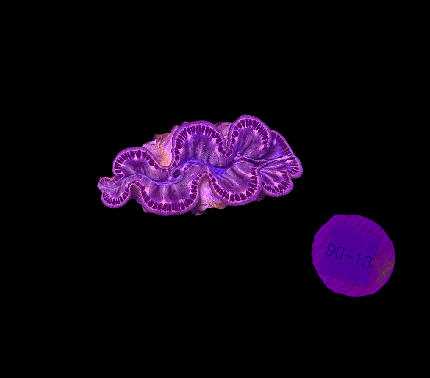 WYSIWYG Gold Tridacna Maxima Clam – Live Saltwater Clam for Reef Tanks