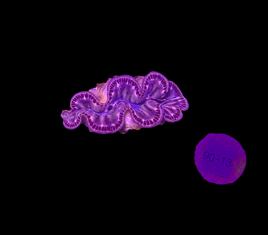 WYSIWYG Gold Tridacna Maxima Clam – Live Saltwater Clam for Reef Tanks