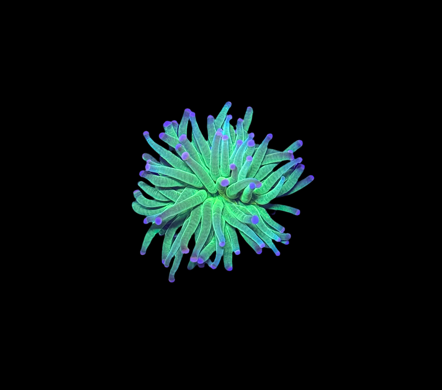 WYSIWYG Cotton Candy Torch Live Coral – LPS Frag with Pink and Blue Tips