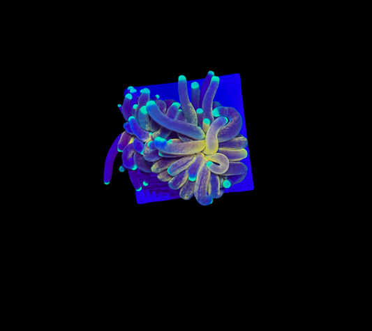 WYSIWYG Tiger Torch Live Coral – LPS Euphyllia Frag