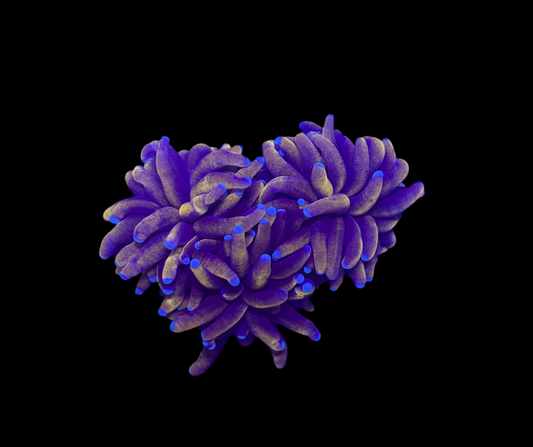 WYSIWYG 24K Torch Live Coral – Frag Euphyllia LPS for Reef Aquarium