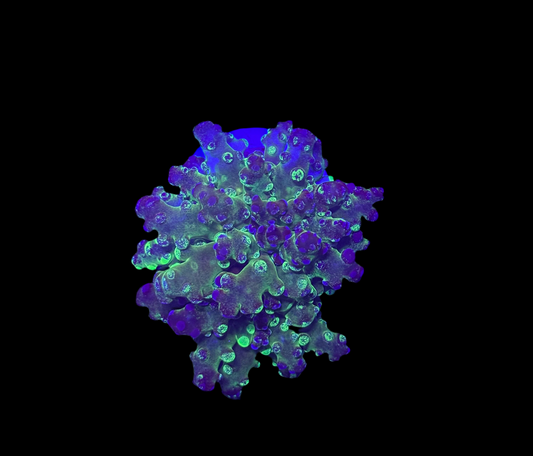 WYSIWYG Grafted Frogspawn Live LPS Frag Coral Saltwater Reef Aquarium