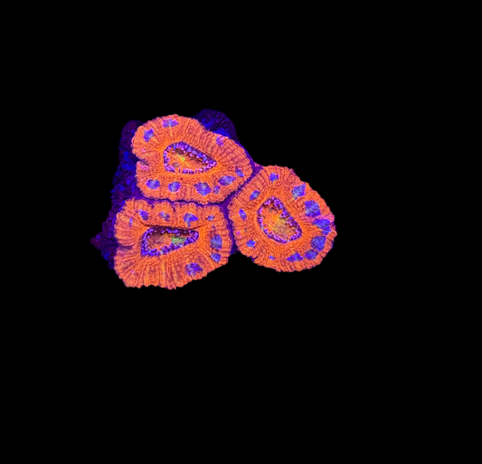WYSIWYG Rainbow Acan Lord Live Coral Frag Vibrant LPS for Reef Aquarium