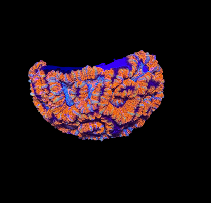 WYSIWYG Rainbow Wilsoni – Live LPS Coral for Reef Aquarium