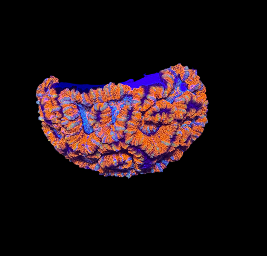 WYSIWYG Rainbow Wilsoni – Live LPS Coral for Reef Aquarium