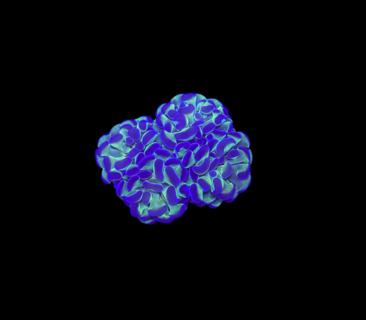 WYSIWYG Bicolor Branching Hammer Coral – Live LPS Euphyllia for Reef Tank