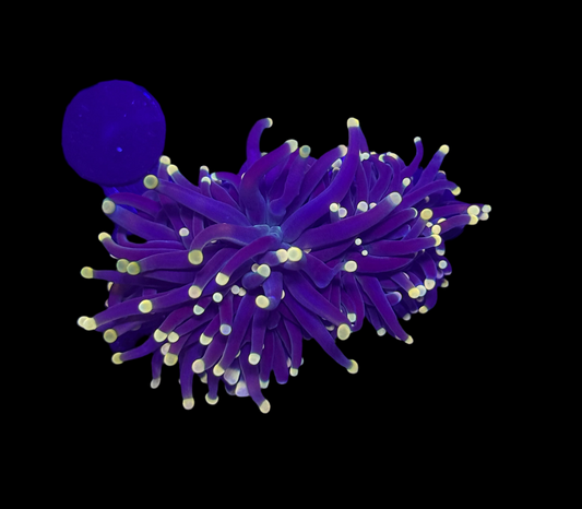 WYSIWYG Rasta Torch Live Coral Frag – Ultra Bright LPS for Saltwater Reef Tank