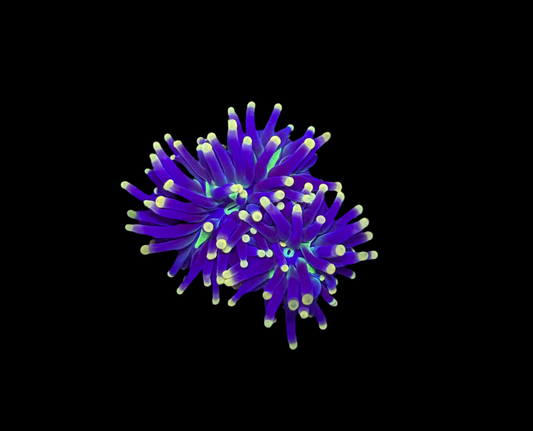 WYSIWYG Rasta Torch Live Coral Frag – Ultra Bright LPS for Saltwater Reef Tank