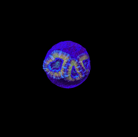 WYSIWYG Rainbow Acan Lord Live Coral Frag Vibrant LPS for Reef Aquarium