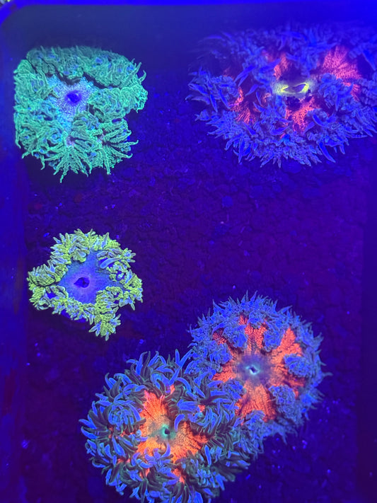 5-Pack Rock Flower Anemone Live Saltwater Coral Assorted Colors Reef Safe