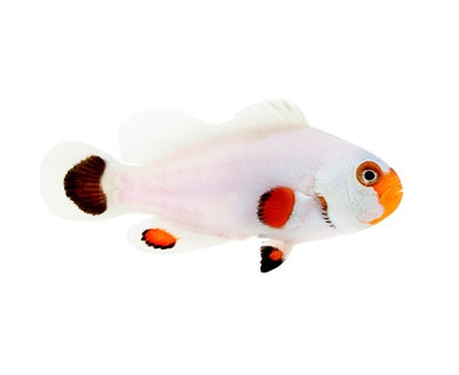 2-Pack Wyoming White Ocellaris Clownfish – Live Captive-Bred Saltwater Aquarium Fish