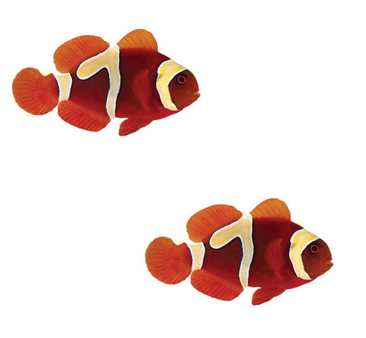 2-Pack Goldflake Maroon Clownfish – Live Saltwater Fish