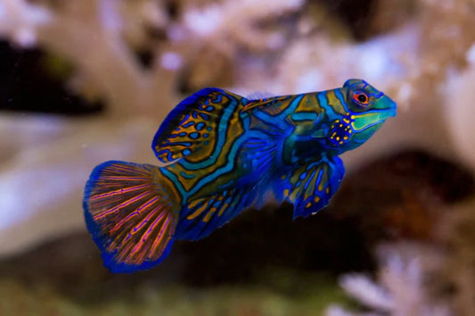 Green Mandarin Goby Reef Safe Saltwater Live Fish Bright Colors