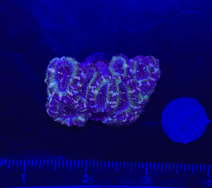 WYSIWYG Green Acan Lord Live Coral Frag Bright LPS for Reef Aquarium