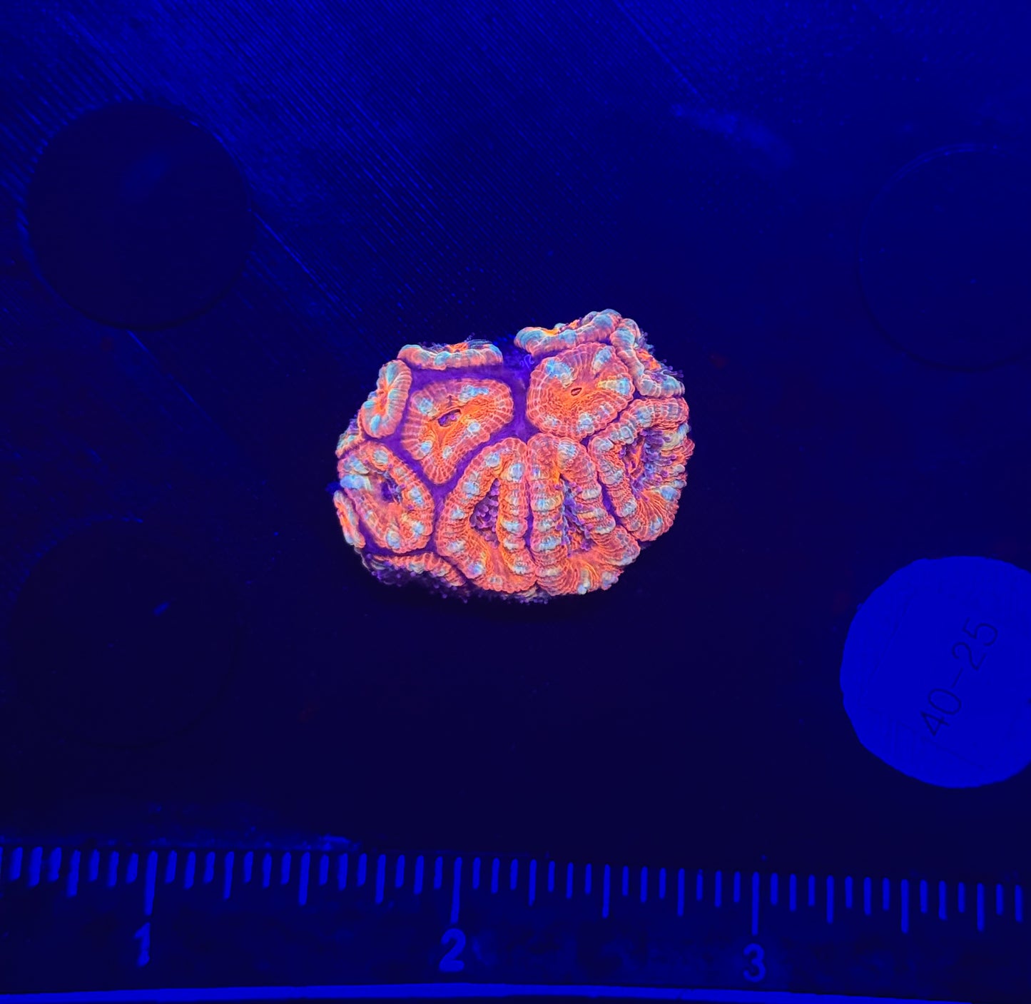 WYSIWYG Red Acan Lord Live Coral Frag SPS LPS for Reef Aquarium Tank